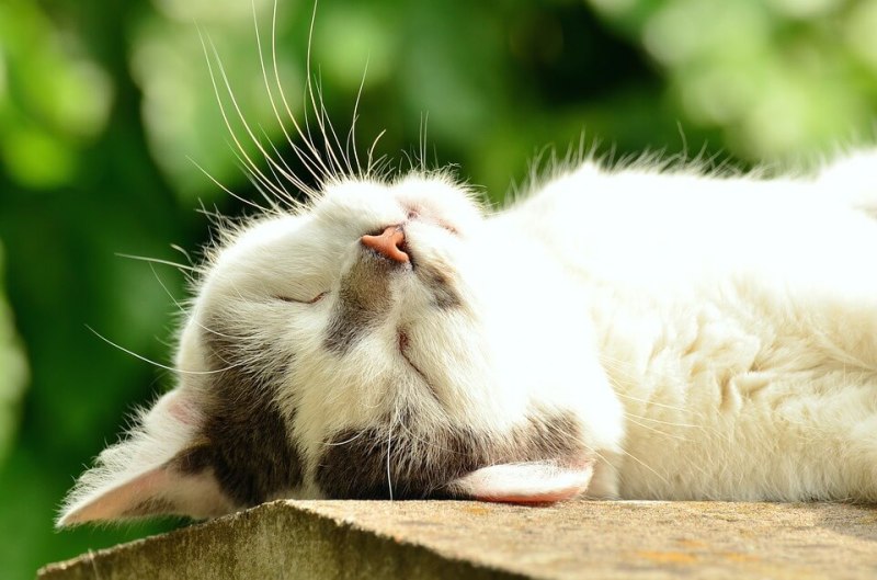 Спящий кот