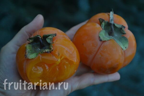 Хурма_инжирная