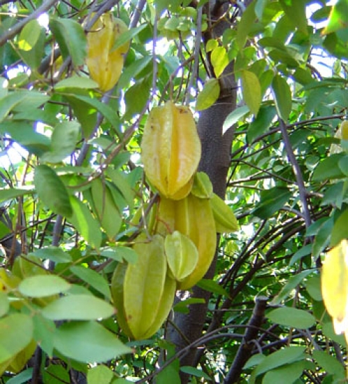 Карамболь