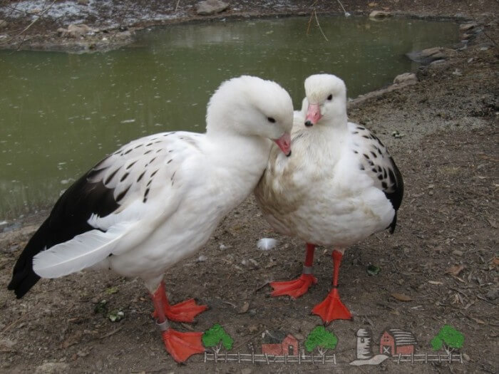 Андский гусь