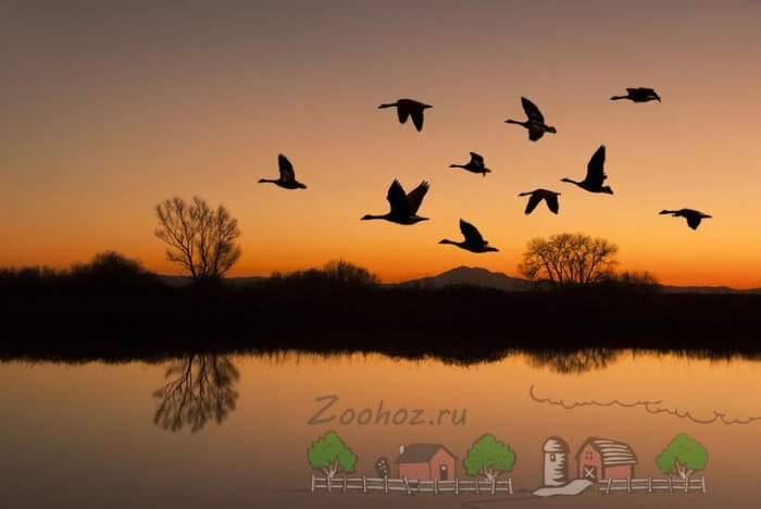 Птицы