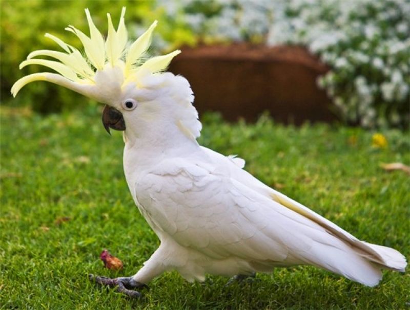 Какаду