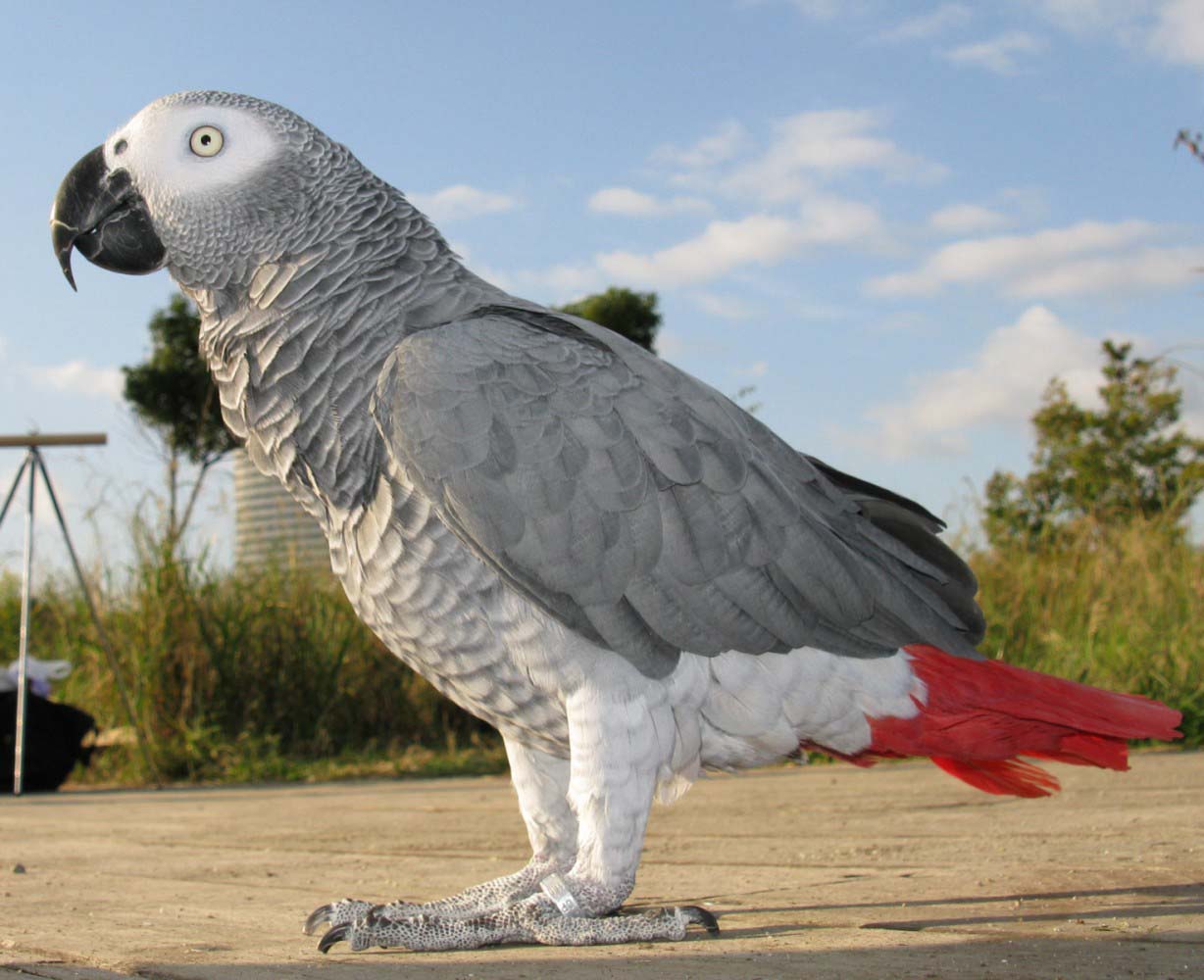 Жако