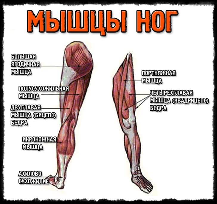 Мышцы ног