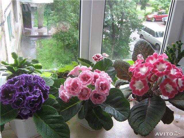 Глоксиния