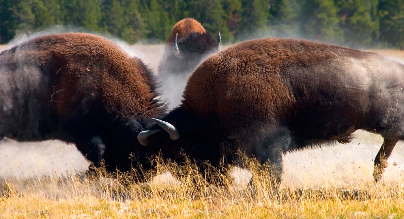 Схватка бизонов