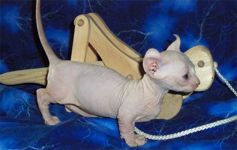 Двэльф