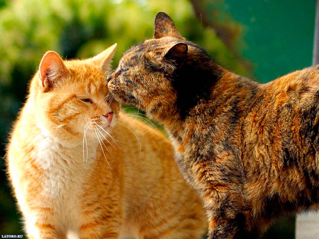 Какие бывают лечащие кошки