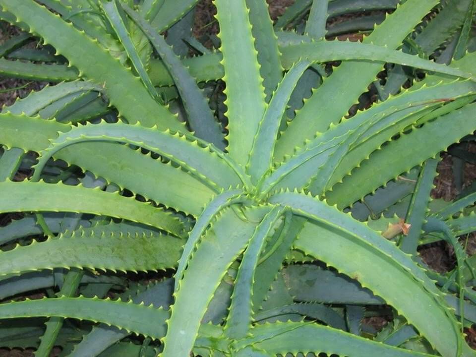 Какие бывают лекарственные комнатные цветы?