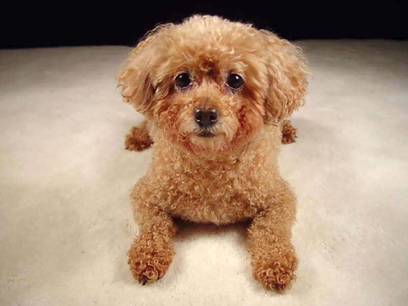 Какие бывают самые ласковые породы собак?