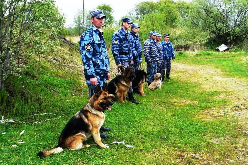 Какие бывают породы служебных собак?