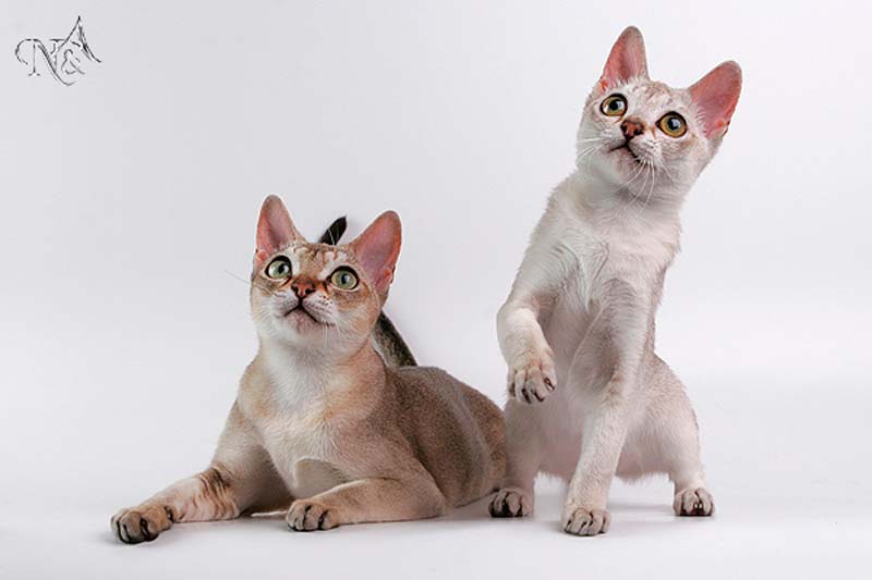 Какие бывают самые маленькие кошки?