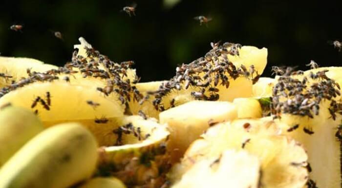 Какие бывают способы избавления от мошкары в квартире?